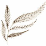 psicologo-online-hojas-5